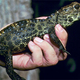 Illustration for article titled Sunday Crocodilian - Osteolaemus tetraspis Edition